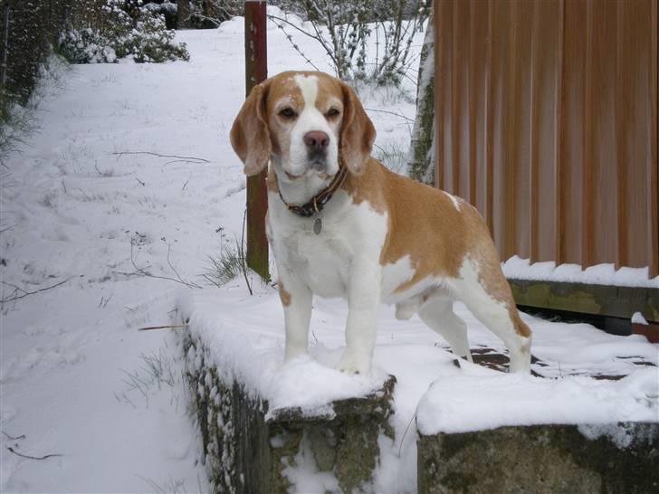 Beagle Percy - Percy vinteren 2006 billede 11