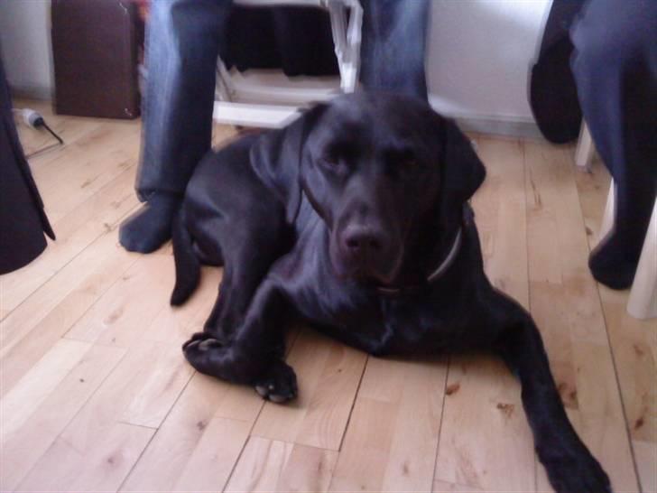 Labrador retriever vaava billede 7