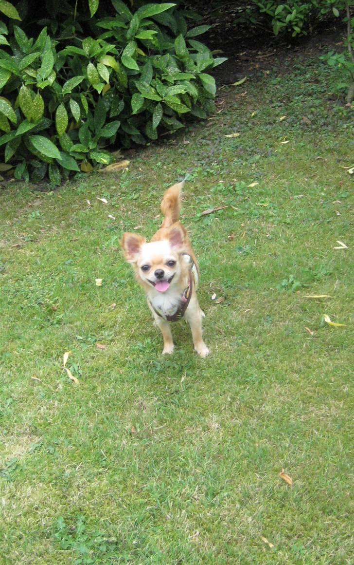 Chihuahua Rosa - sommer 2011 billede 3