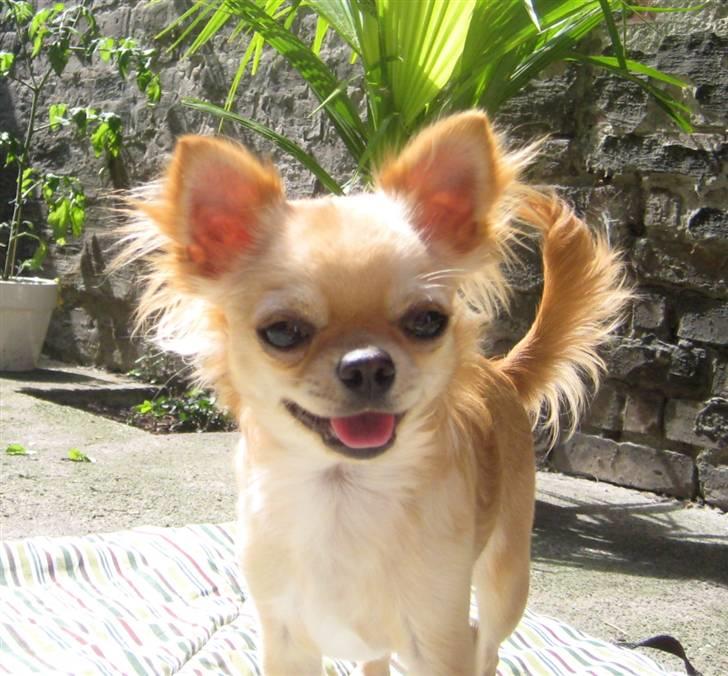 Chihuahua Rosa - 22/6-2010 billede 1