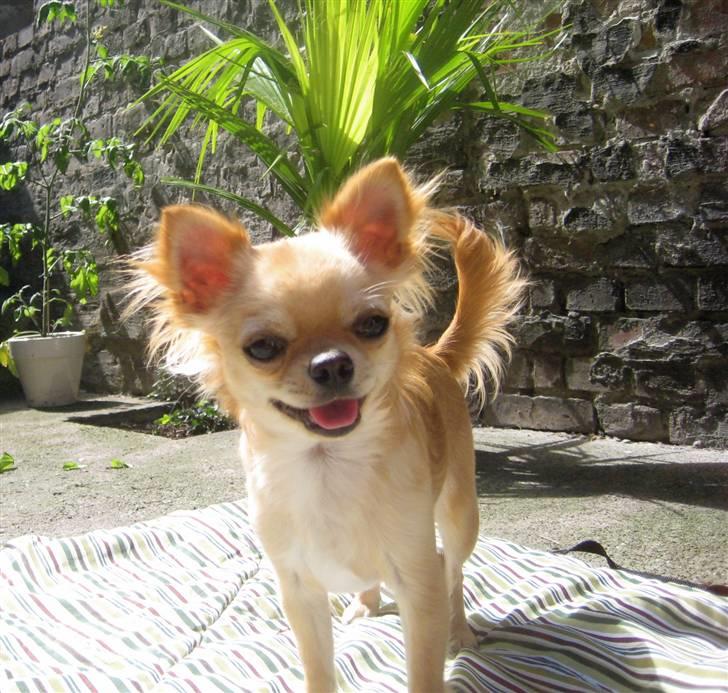 Chihuahua Rosa - 22/6-2010 billede 2