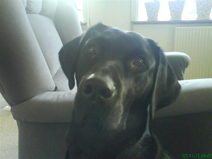 Labrador retriever vaava billede 8