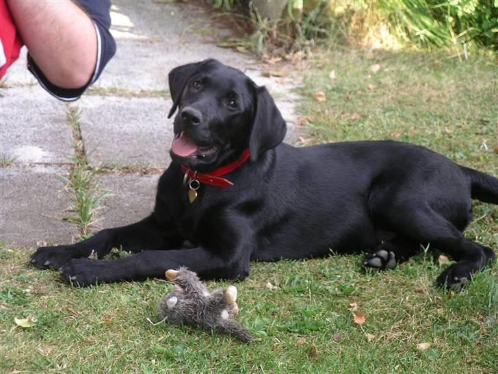 Labrador retriever vaava billede 9