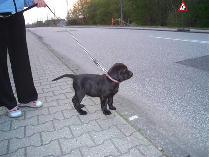 Labrador retriever vaava billede 10
