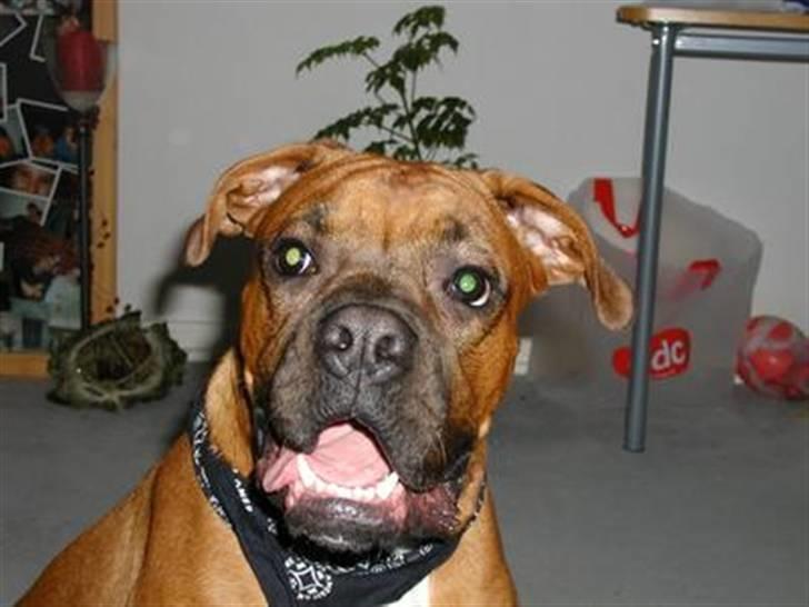 Boxer Thor....RIP D.15-1-10 - Er man eller er man bare en Stor Charmør eller hvad billede 1