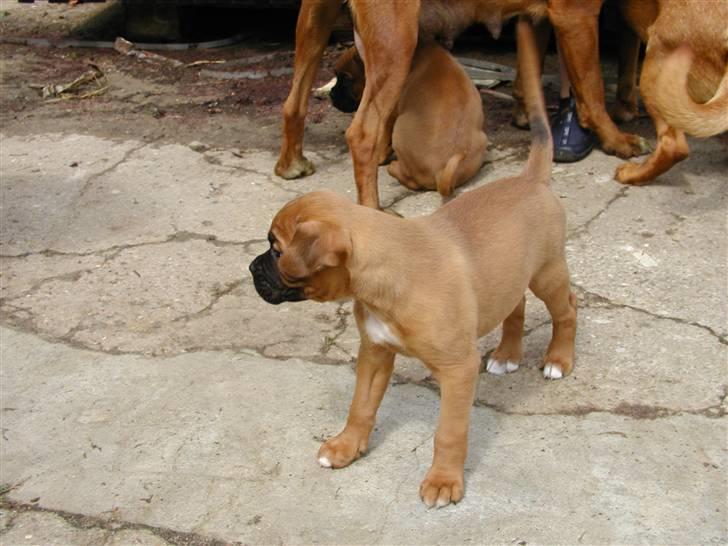 Boxer Thor....RIP D.15-1-10 - selv en stor hund er startet Småt billede 2