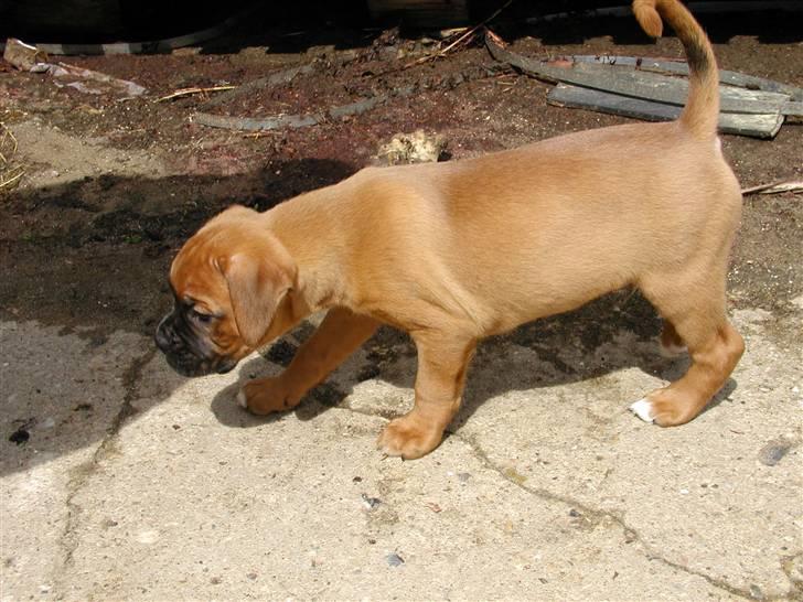 Boxer Thor....RIP D.15-1-10 - Hjælp verden er stor billede 3