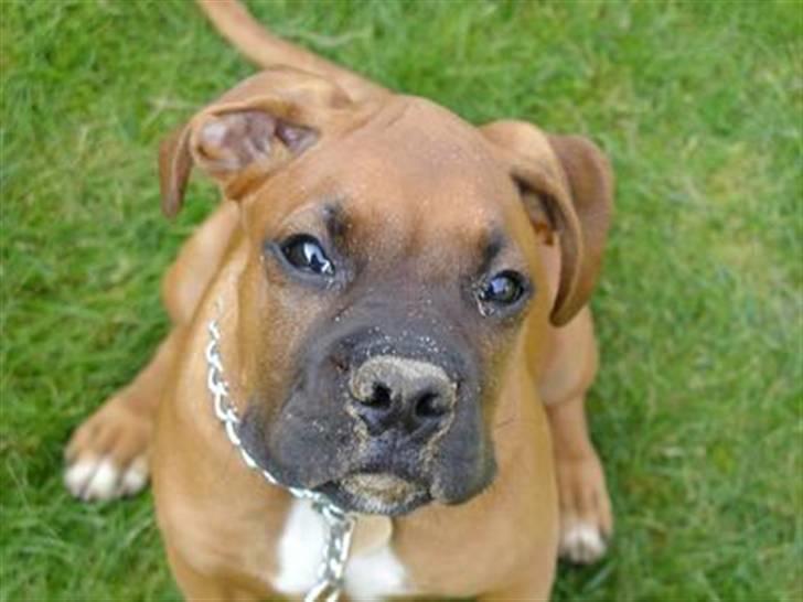 Boxer Thor....RIP D.15-1-10 - nej nej det er ikke mig der har gravet i sandet billede 4