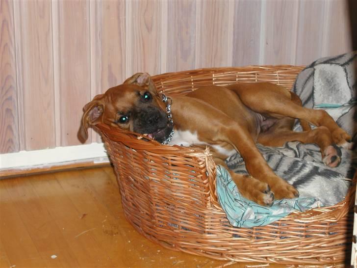 Boxer Thor....RIP D.15-1-10 - nej det er ikke mig der bider i Kuven billede 5