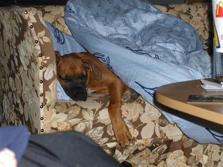 Boxer Thor....RIP D.15-1-10 - Altid godt med sin ejen Sofa og dyne billede 6