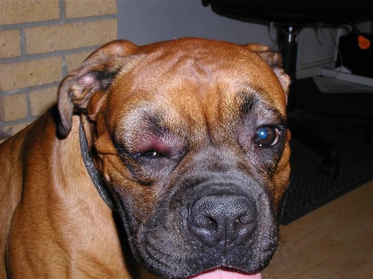 Boxer Thor....RIP D.15-1-10 - Man er vel en Rigtig Boxer også selv om det var en gren jeg løbe ind i. I Hundeskover som jeg ikke så *GG* billede 7