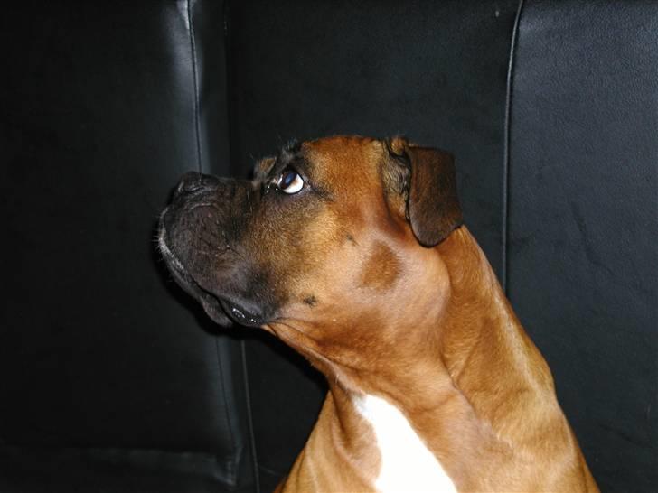 Boxer Thor....RIP D.15-1-10 - Vis jeg stå sådan tro alle jeg er uskyldig *GG* billede 8