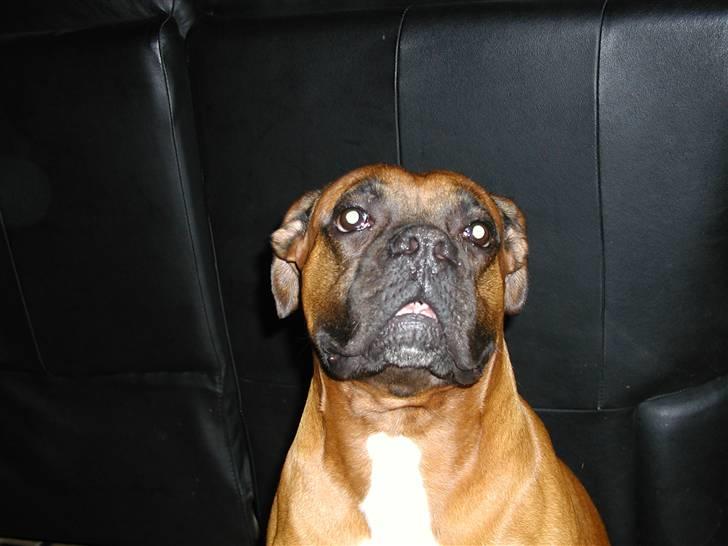 Boxer Thor....RIP D.15-1-10 - Okey det var mig der tog maden på Bordet  billede 9