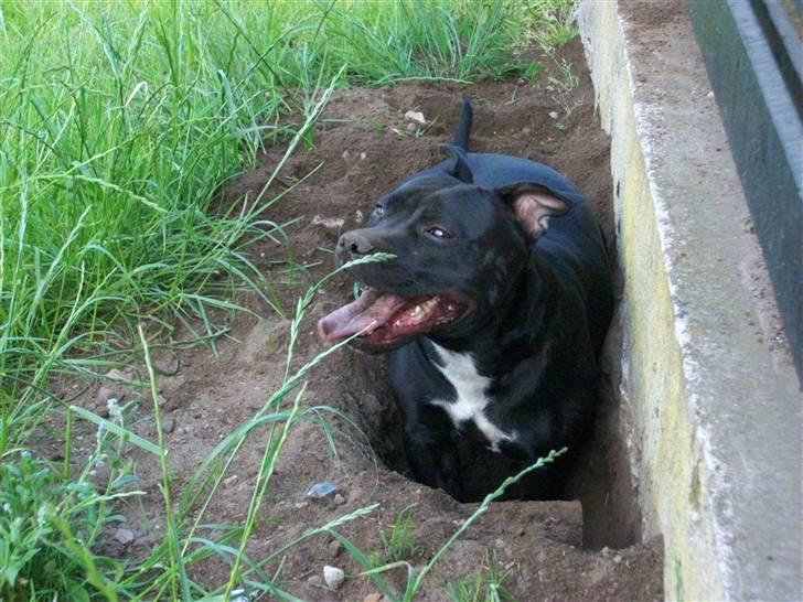 Staffordshire bull terrier Tenka billede 1