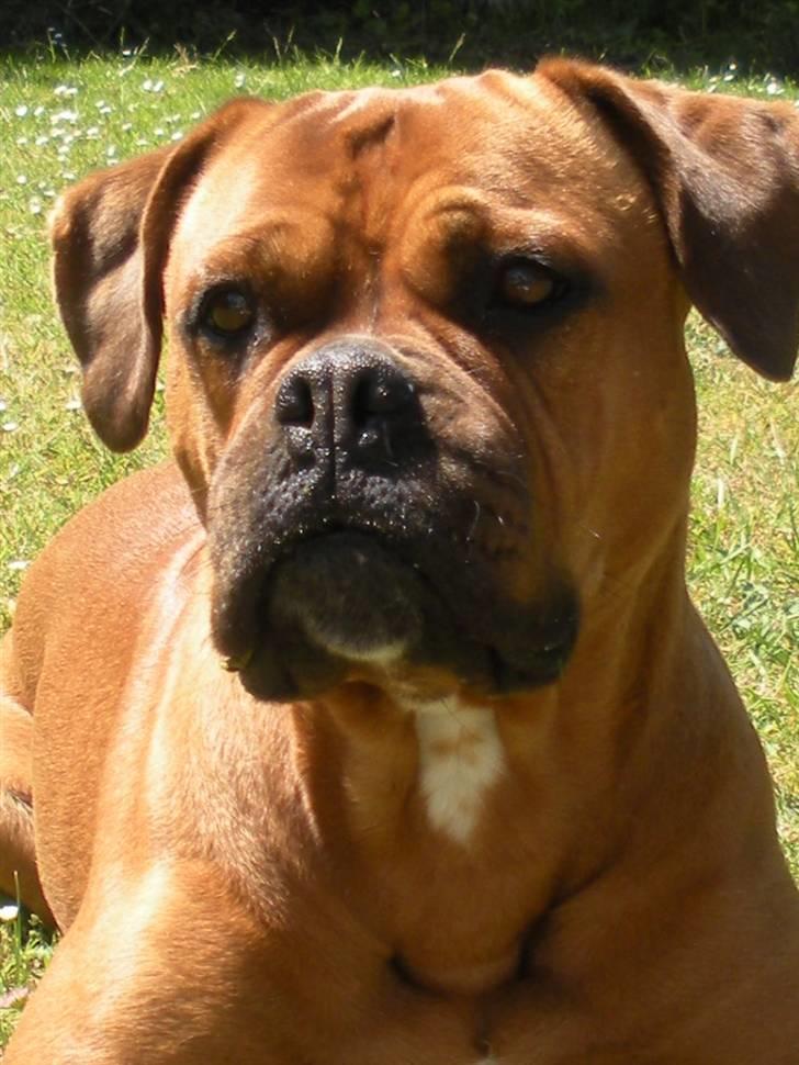 Blanding af racer Fatty - R.I.P billede 1