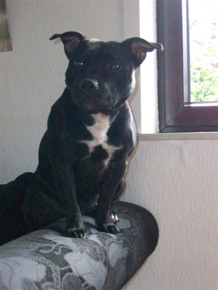 Staffordshire bull terrier Tenka billede 2