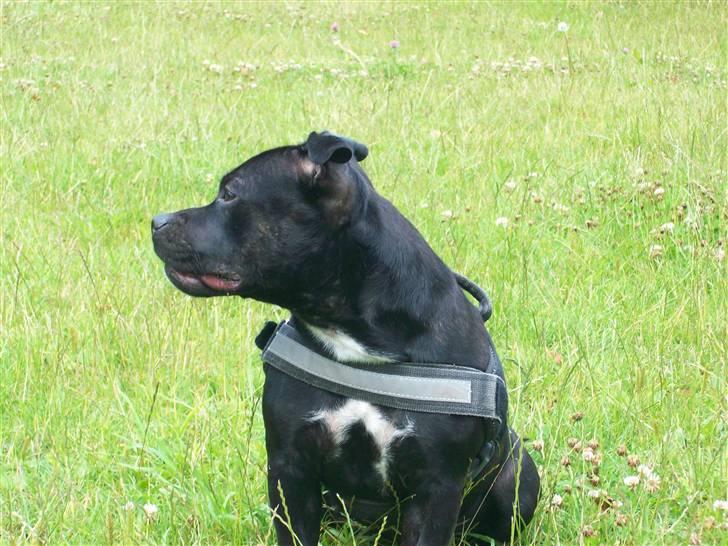 Staffordshire bull terrier Tenka billede 3