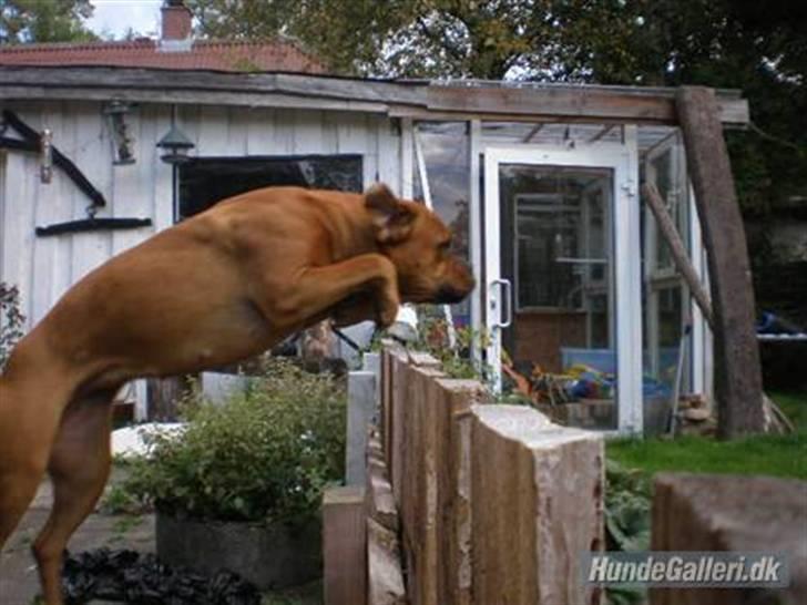 Blanding af racer Fatty - R.I.P billede 2