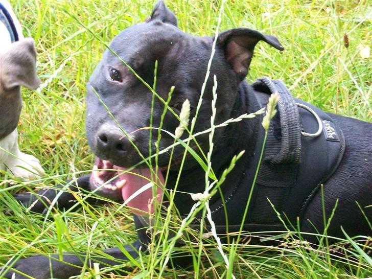 Staffordshire bull terrier Tenka billede 4