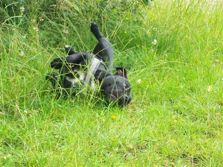 Staffordshire bull terrier Tenka billede 5