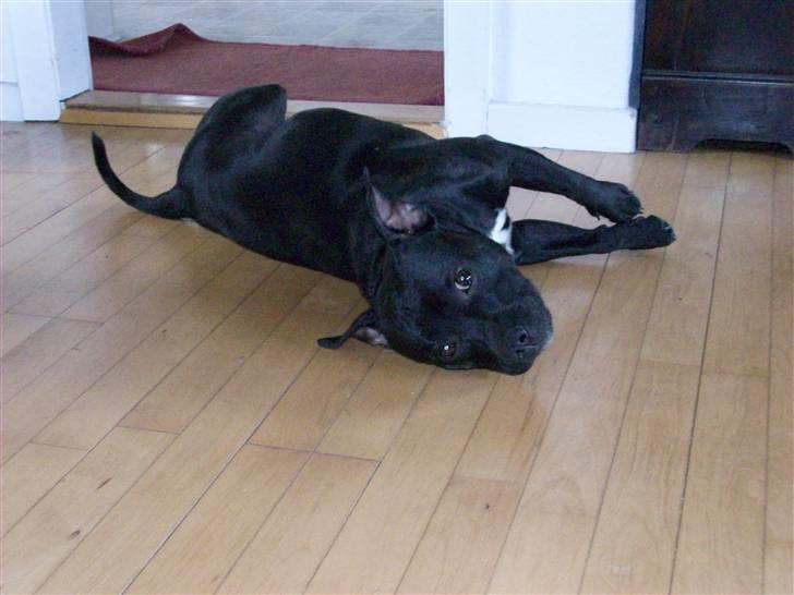 Staffordshire bull terrier Tenka billede 6