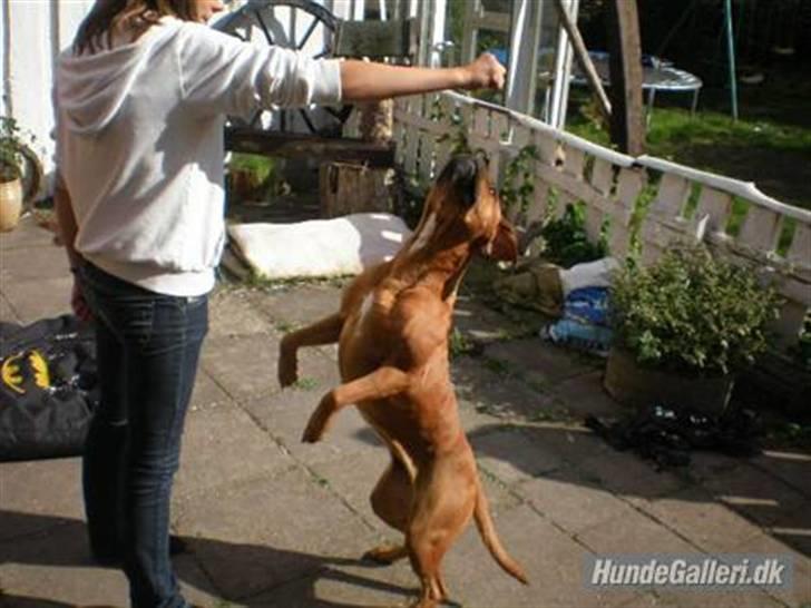 Blanding af racer Fatty - R.I.P billede 4