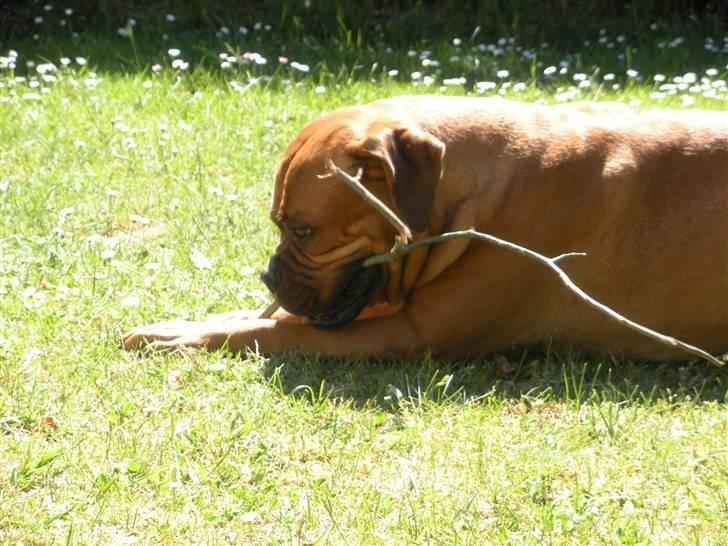 Blanding af racer Fatty - R.I.P billede 5