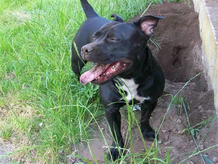 Staffordshire bull terrier Tenka billede 8