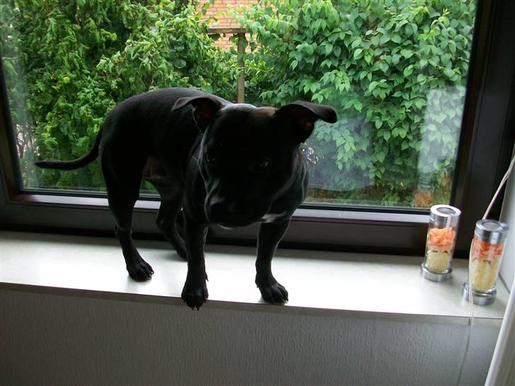 Staffordshire bull terrier Tenka billede 9