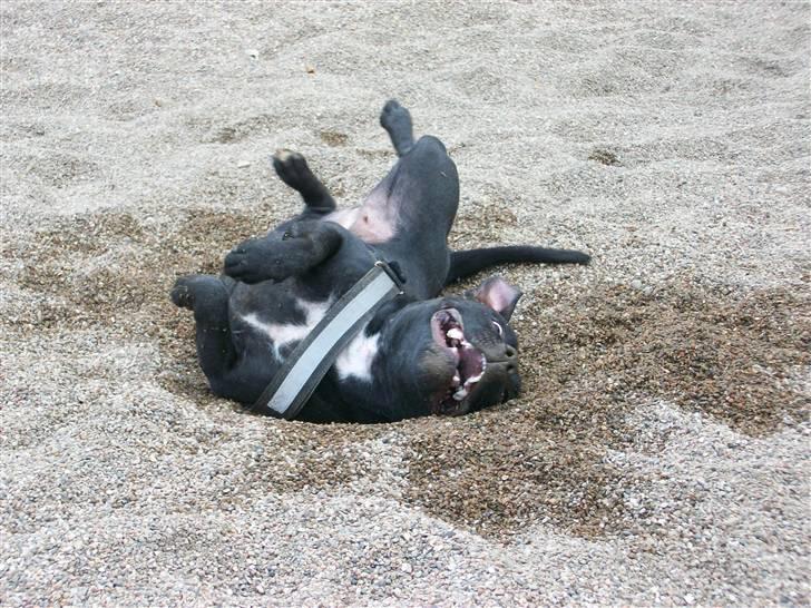 Staffordshire bull terrier Tenka billede 10