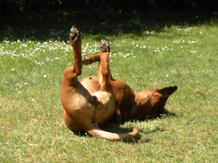 Blanding af racer Fatty - R.I.P billede 6