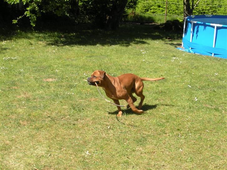 Blanding af racer Fatty - R.I.P billede 7