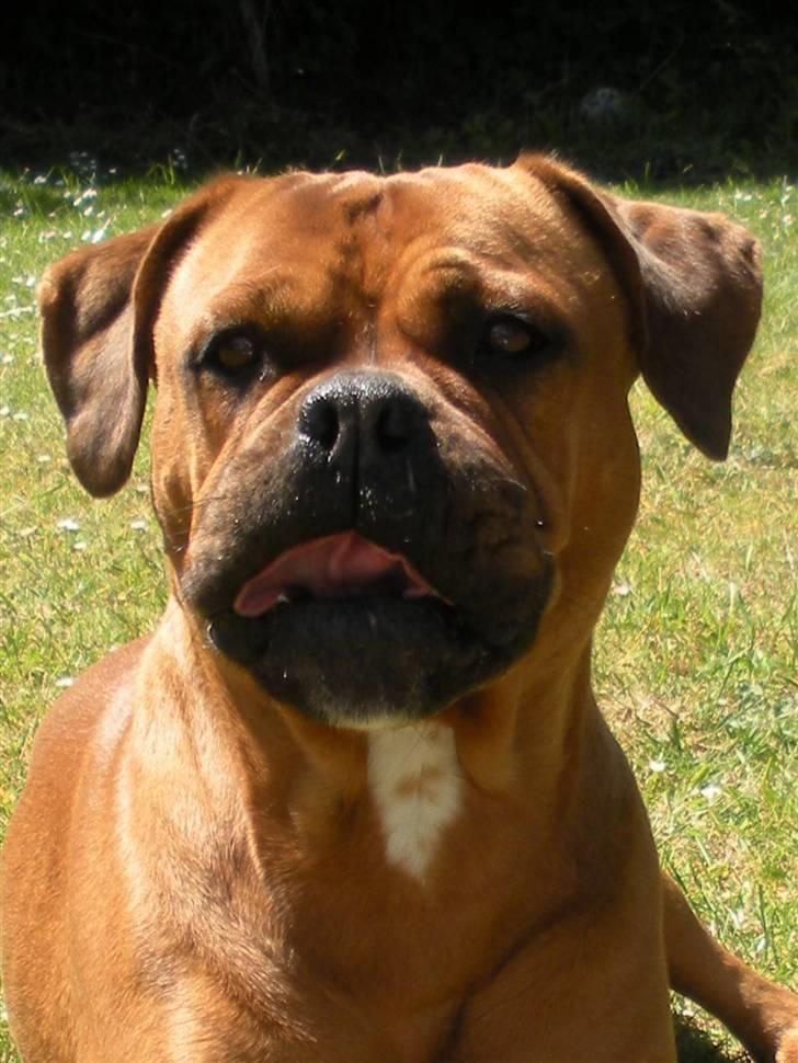 Blanding af racer Fatty - R.I.P billede 8