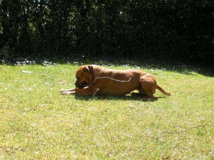 Blanding af racer Fatty - R.I.P billede 9