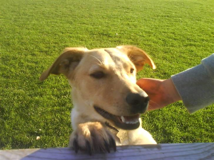 Blanding af racer Emsi - Hej billede 17