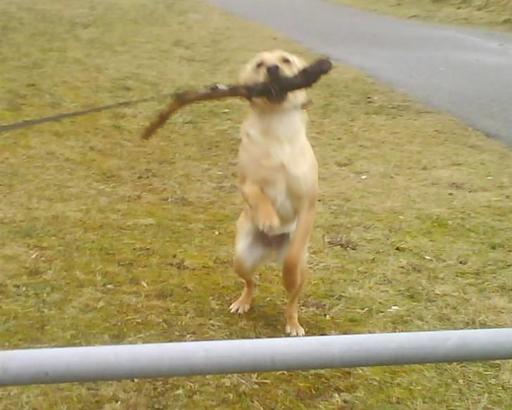 Blanding af racer Emsi - Vi kan godt! billede 18