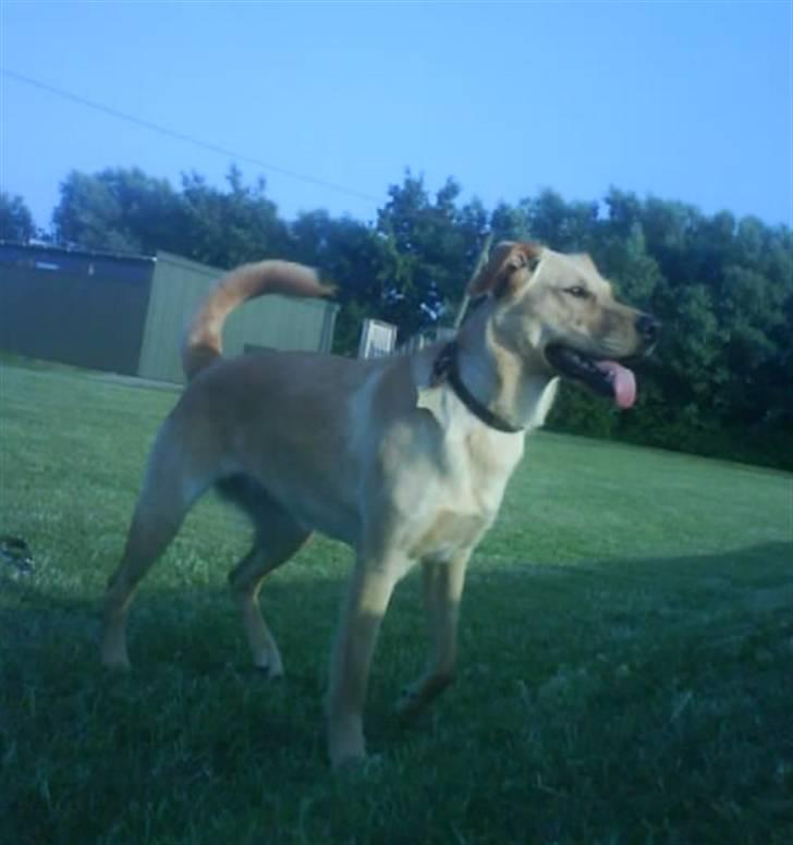 Blanding af racer Emsi billede 20