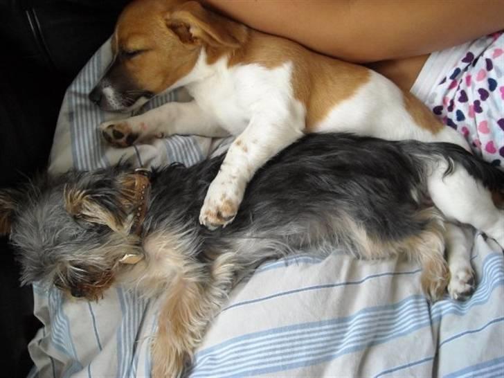 Jack russell terrier Sov sødt lille Liva - Liva og bedste veninden Lilly får middagslur billede 15