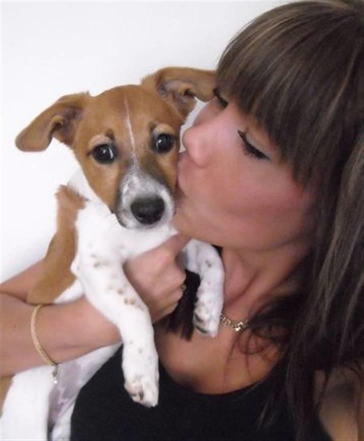 Jack russell terrier Sov sødt lille Liva - 17/7-09. 12 uger billede 16
