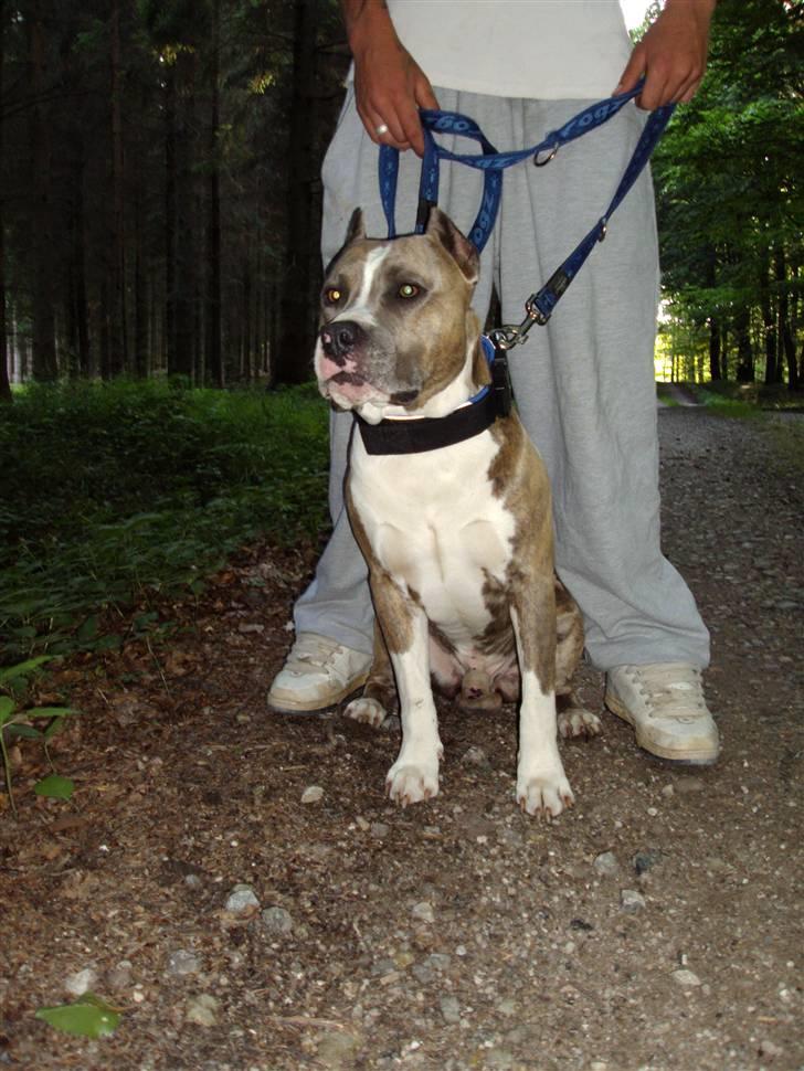 Amerikansk staffordshire terrier Kenzo - sidder pænt imellem fars ben og viser min hvide brystkasse...hi hi billede 7