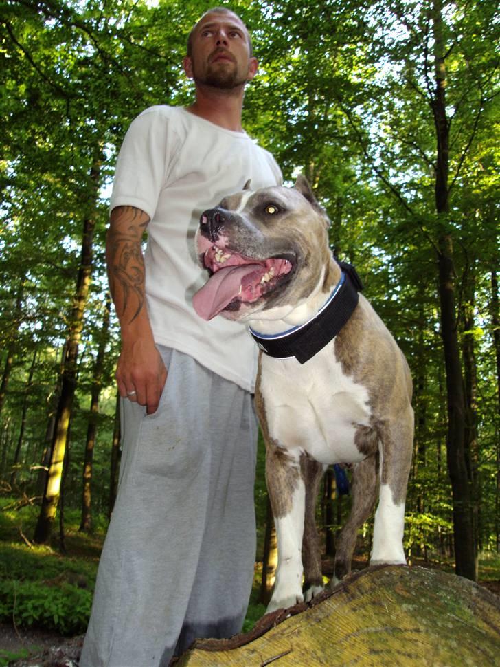 Amerikansk staffordshire terrier Kenzo - far og jeg har fået øje på et par gode ben... billede 8