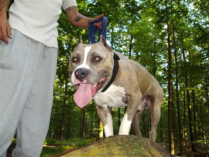 Amerikansk staffordshire terrier Kenzo - puha...hårdt at hoppe rundt fra sten til sten... billede 9