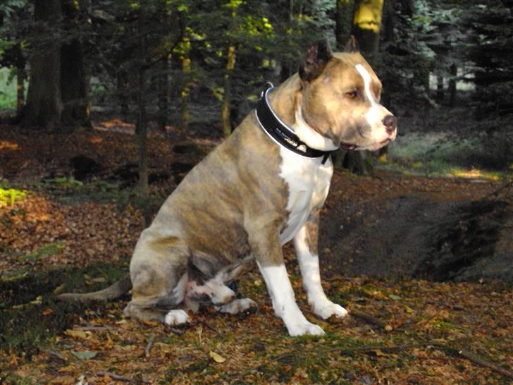 Amerikansk staffordshire terrier Kenzo - prøver at sidde muse stille... billede 10