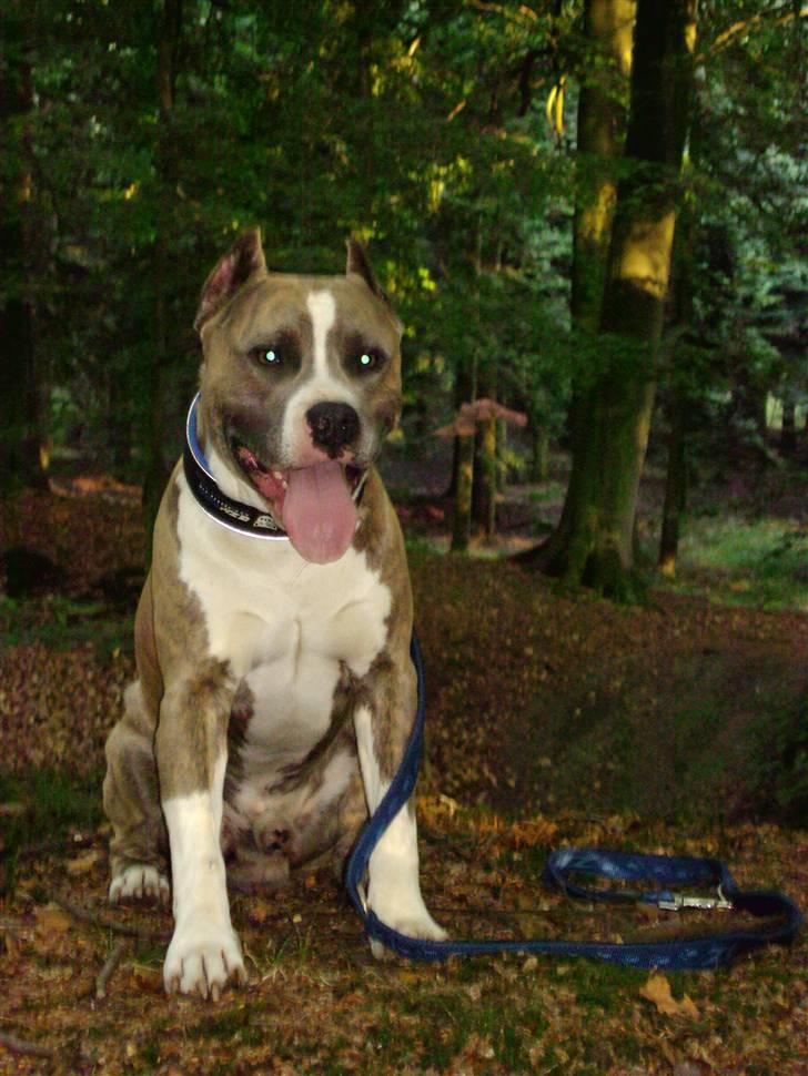 Amerikansk staffordshire terrier Kenzo - Et stort smil til min mor... billede 11