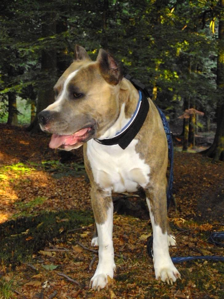 Amerikansk staffordshire terrier Kenzo - se nu og få taget det billed mor... billede 12