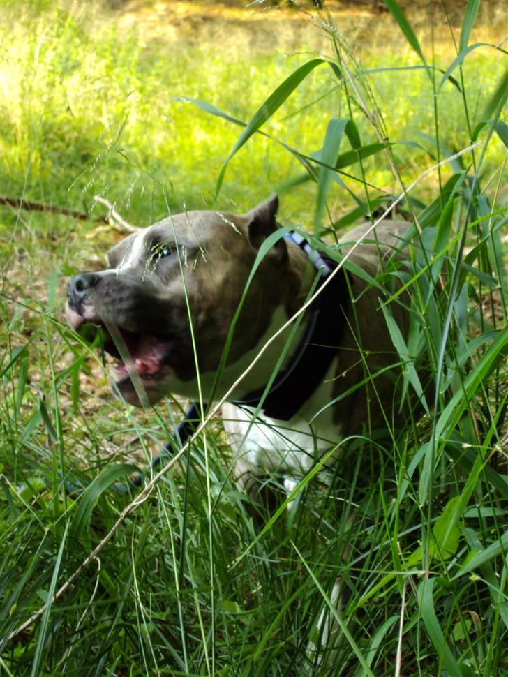 Amerikansk staffordshire terrier Kenzo - Kan du finde mig mor.... billede 13