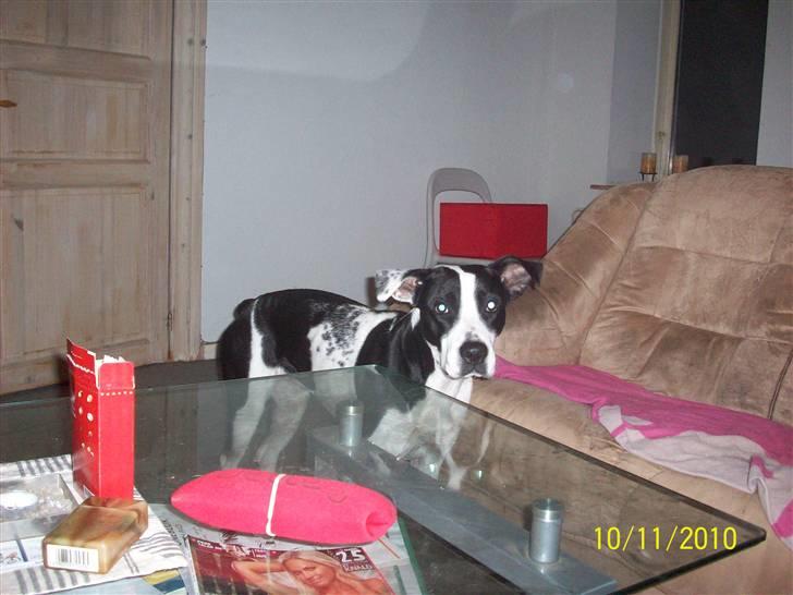 Blanding af racer Donna billede 12