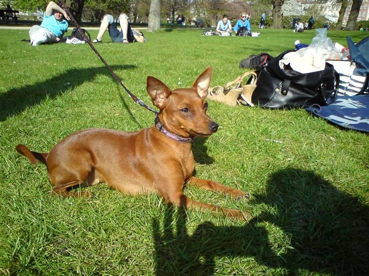 Dvaergpinscher Baily - Kongens Have, sommeren 2009 billede 11