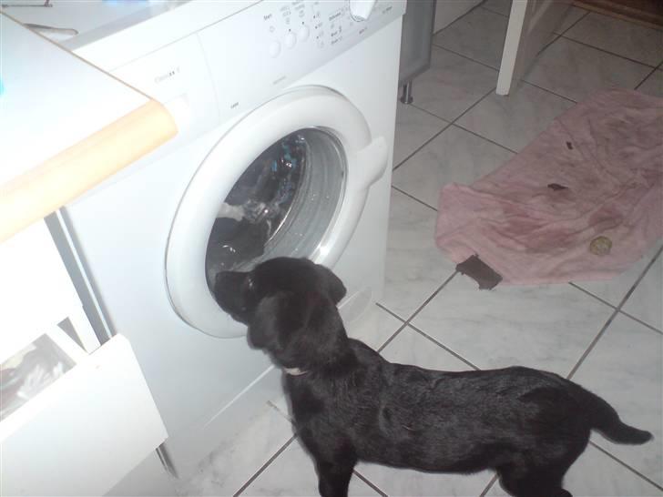 Labrador retriever Freja - hvordan får jeg det tøj ud?? billede 14