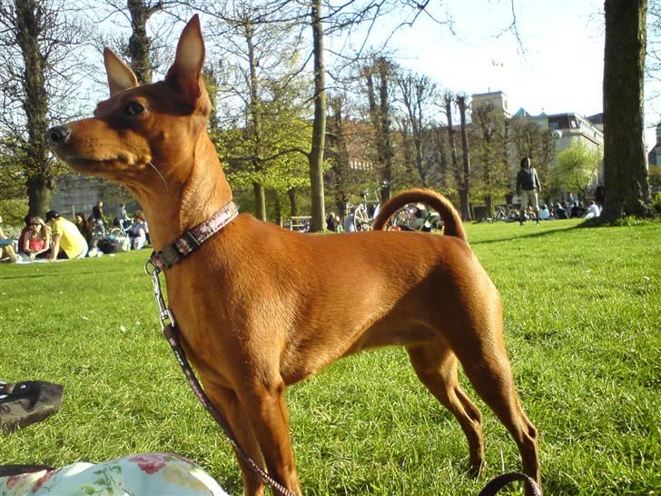 Dvaergpinscher Baily - Kongens Have, sommeren 2009 billede 12